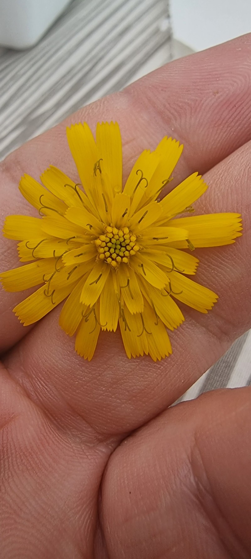 Hieracium lachenalii subsp. pinnatifidum photo 2