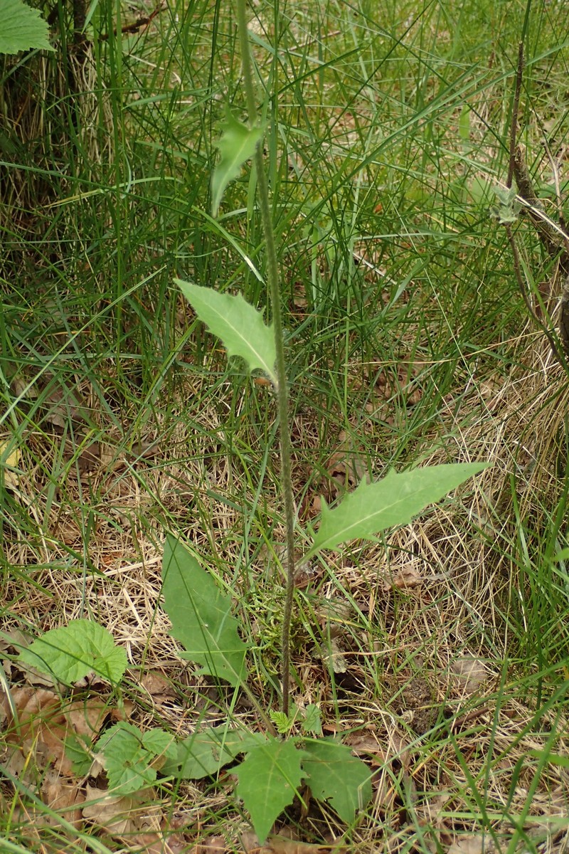 Hieracium lachenalii subsp. pinnatifidum photo 3