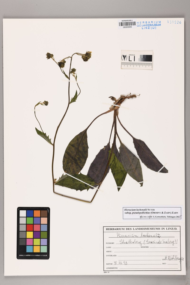 Hieracium lachenalii subsp. pseudopollichiae