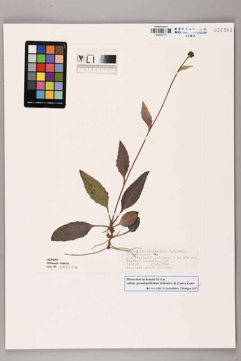 Hieracium lachenalii subsp. pseudopollichiae photo 2