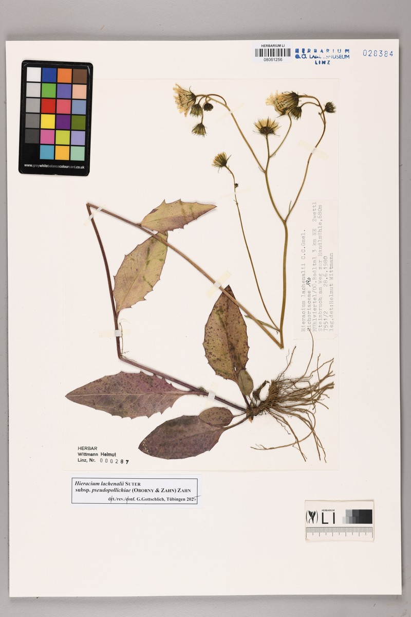 Hieracium lachenalii subsp. pseudopollichiae photo 3
