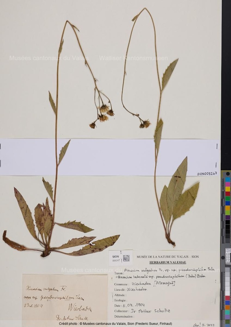 Hieracium lachenalii subsp. pseudosciaphilum