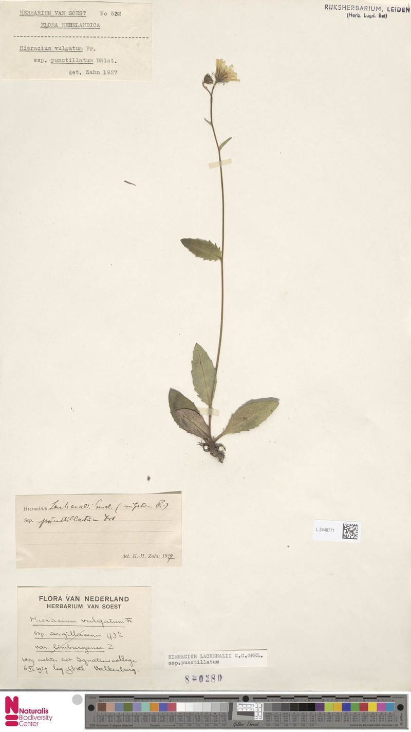 Hieracium lachenalii subsp. punctillatum