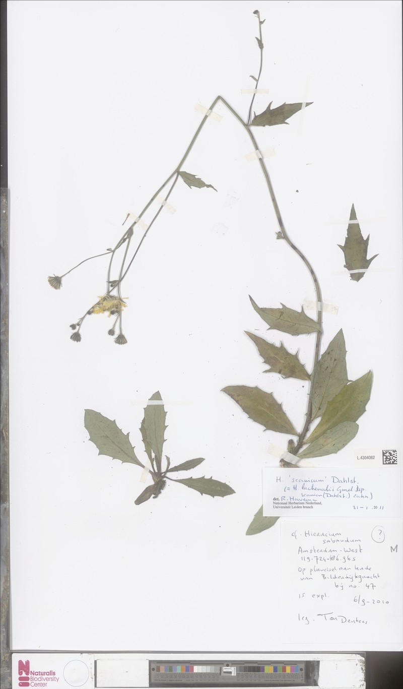 Hieracium lachenalii subsp. scanicum