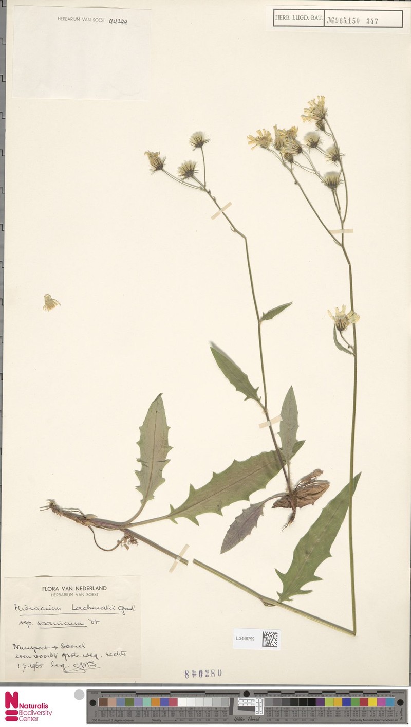Hieracium lachenalii subsp. scanicum photo 2