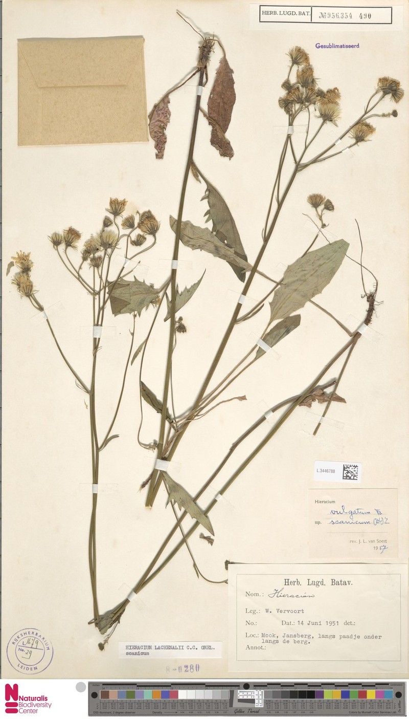 Hieracium lachenalii subsp. scanicum photo 3