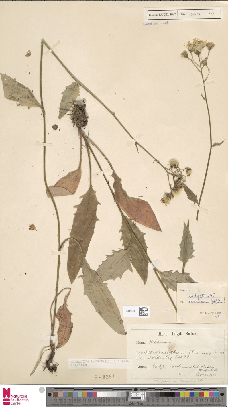 Hieracium lachenalii subsp. scanicum photo 4
