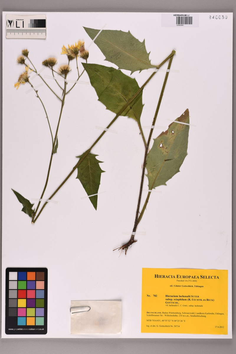 Hieracium lachenalii subsp. sciaphilum