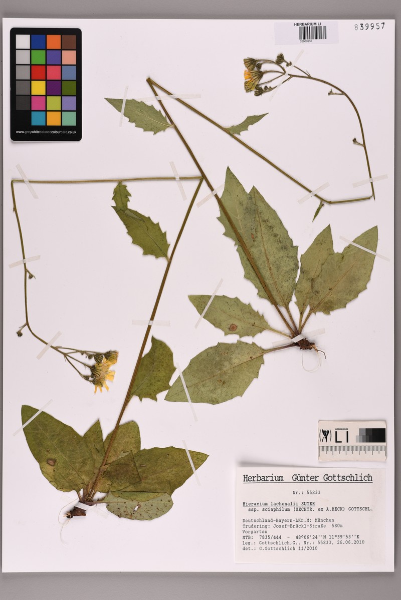 Hieracium lachenalii subsp. sciaphilum photo 2
