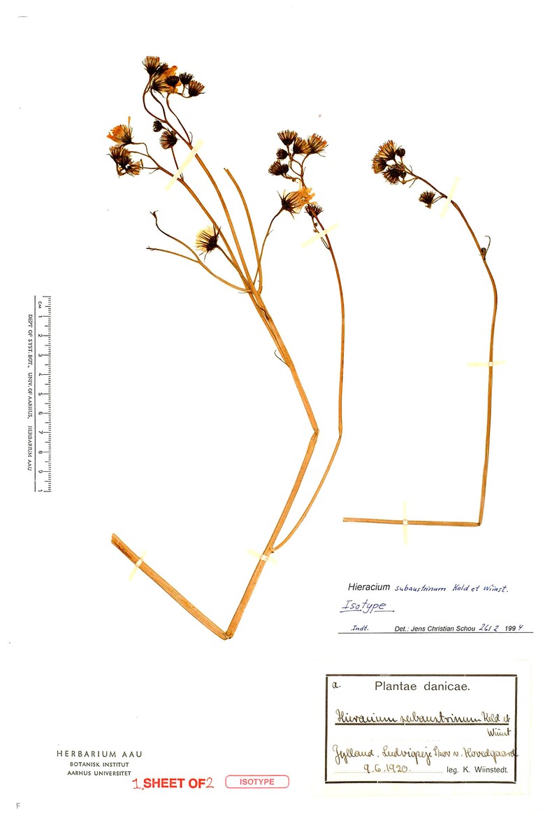 Hieracium lachenalii subsp. subaustrinum photo 2