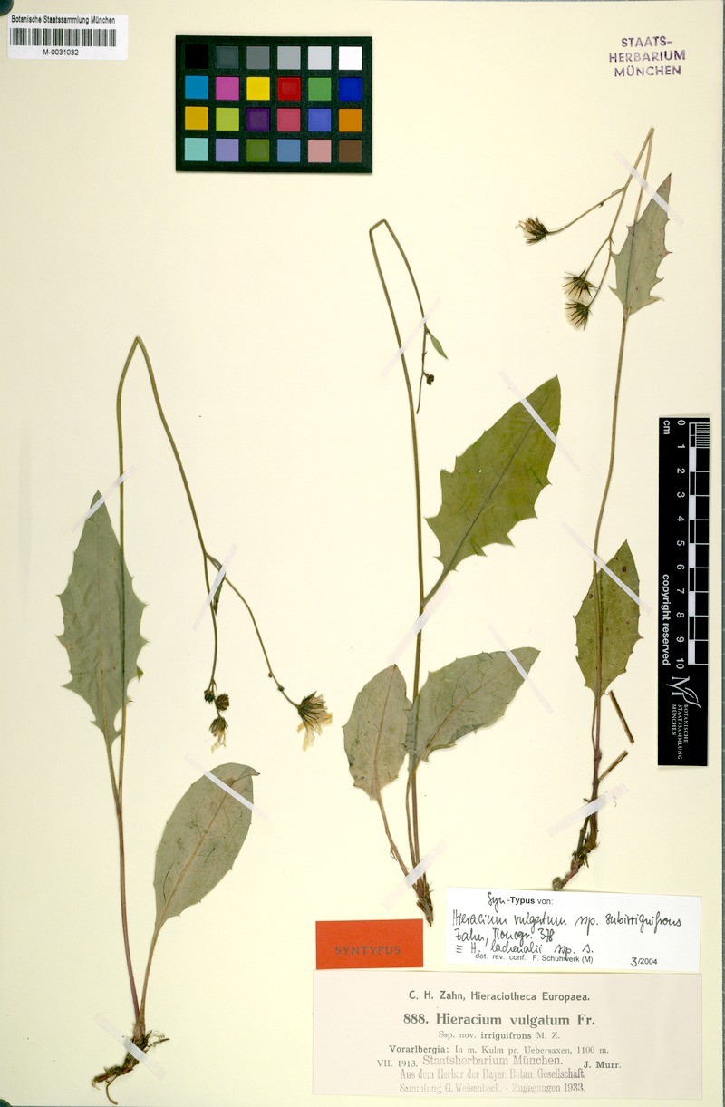 Hieracium lachenalii subsp. subirriguifrons
