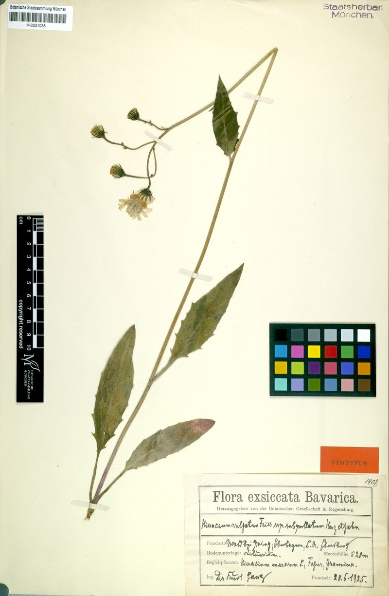 Hieracium lachenalii subsp. subpullatum