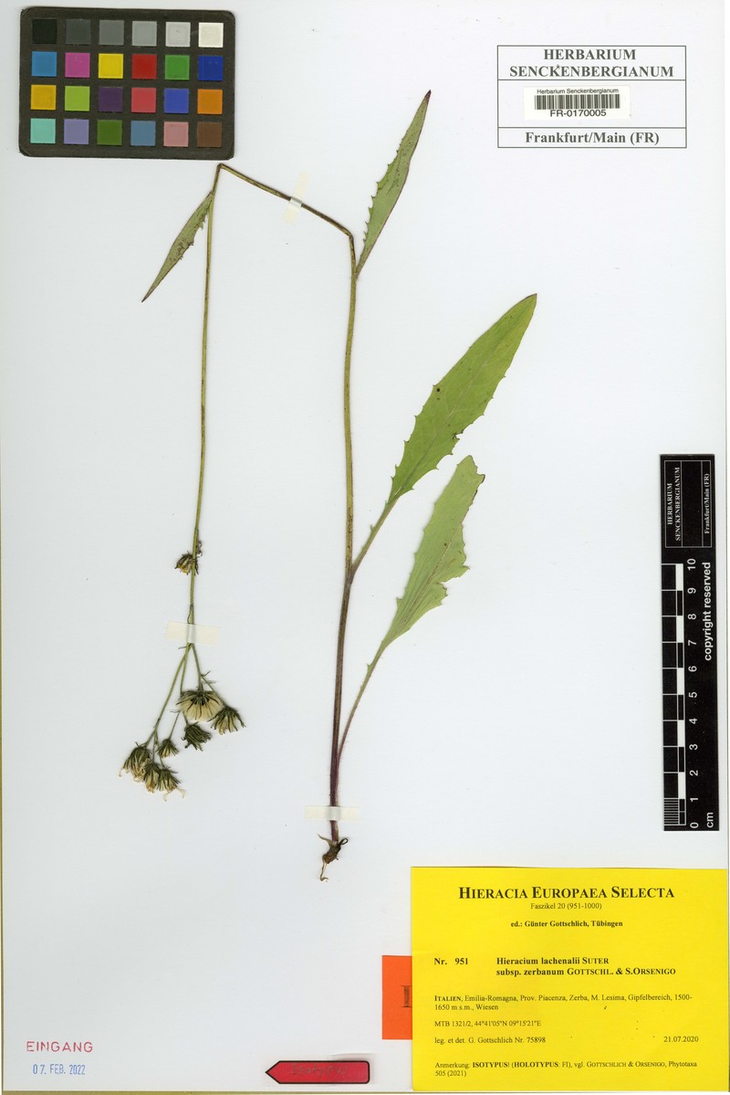 Hieracium lachenalii subsp. zerbanum