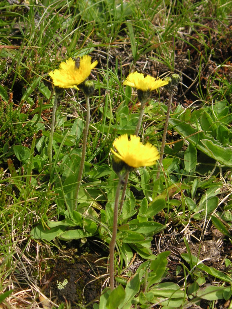 European Hawkweed