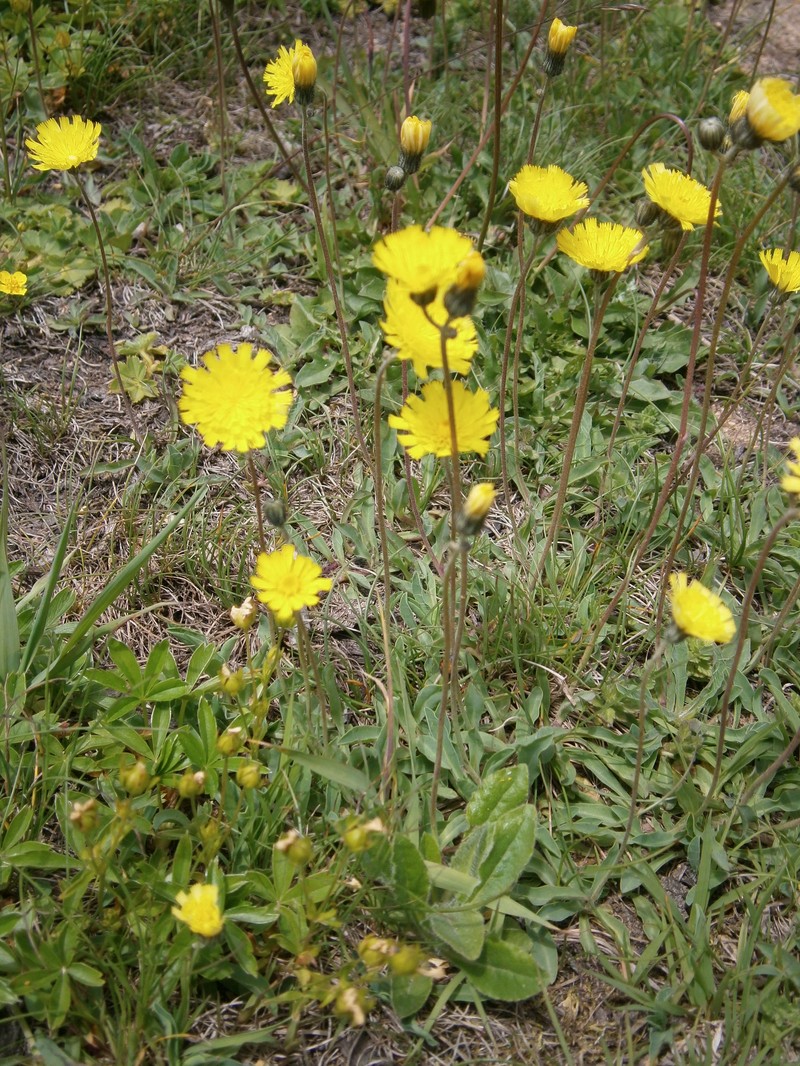 European Hawkweed photo 4