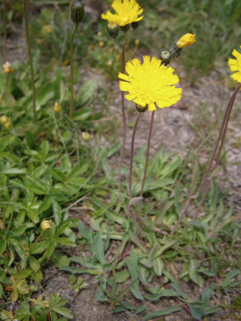 European Hawkweed photo 5