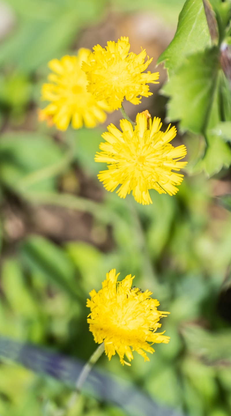 European Hawkweed photo 2