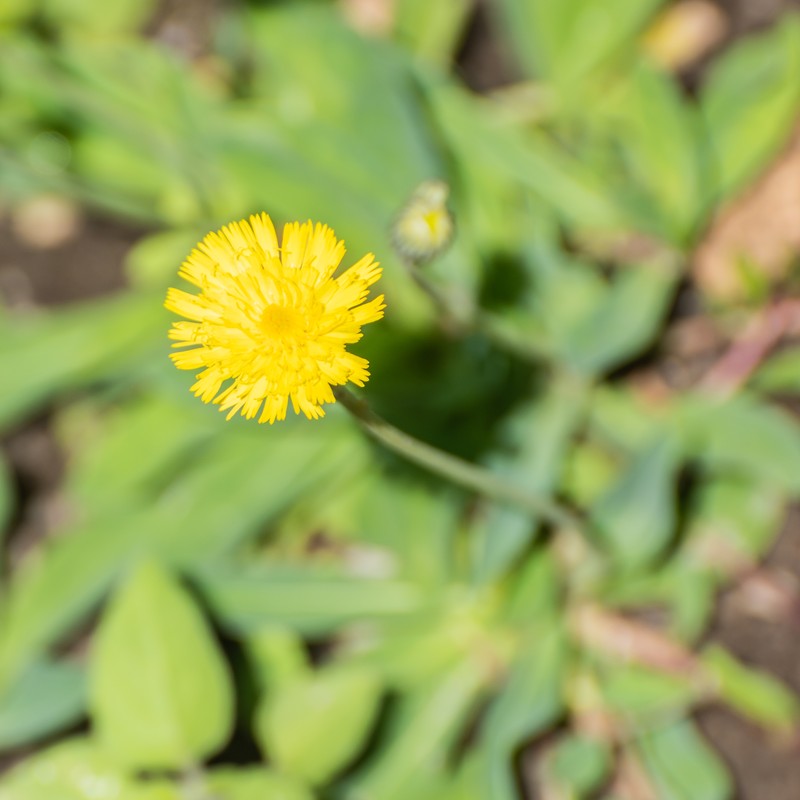 European Hawkweed photo 3