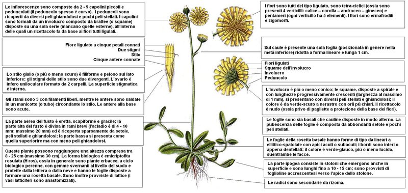 European Hawkweed photo 7