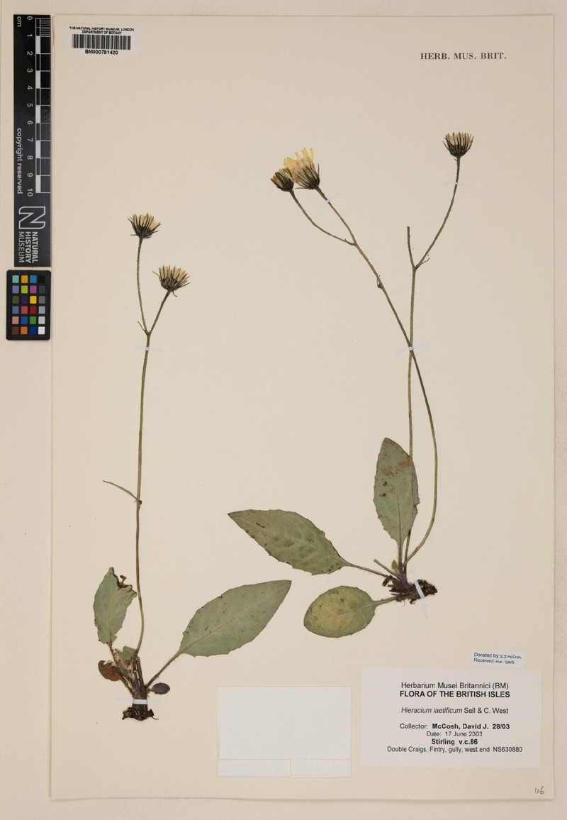 Hieracium laetificum