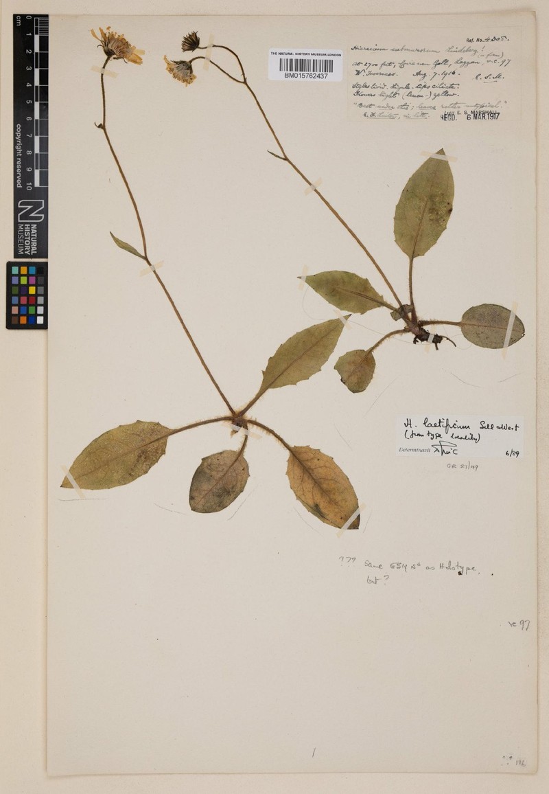 Hieracium laetificum photo 2