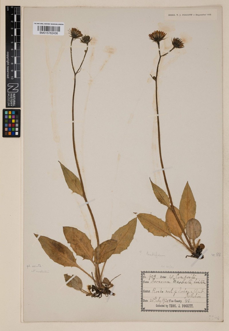 Hieracium laetificum photo 3