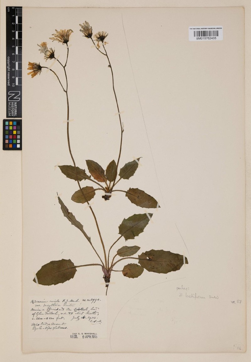 Hieracium laetificum photo 4