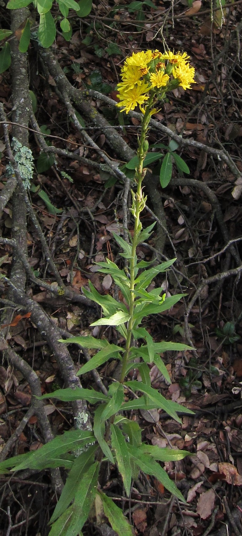 Smooth Hawkweed photo 2