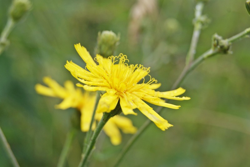 Smooth Hawkweed photo 3