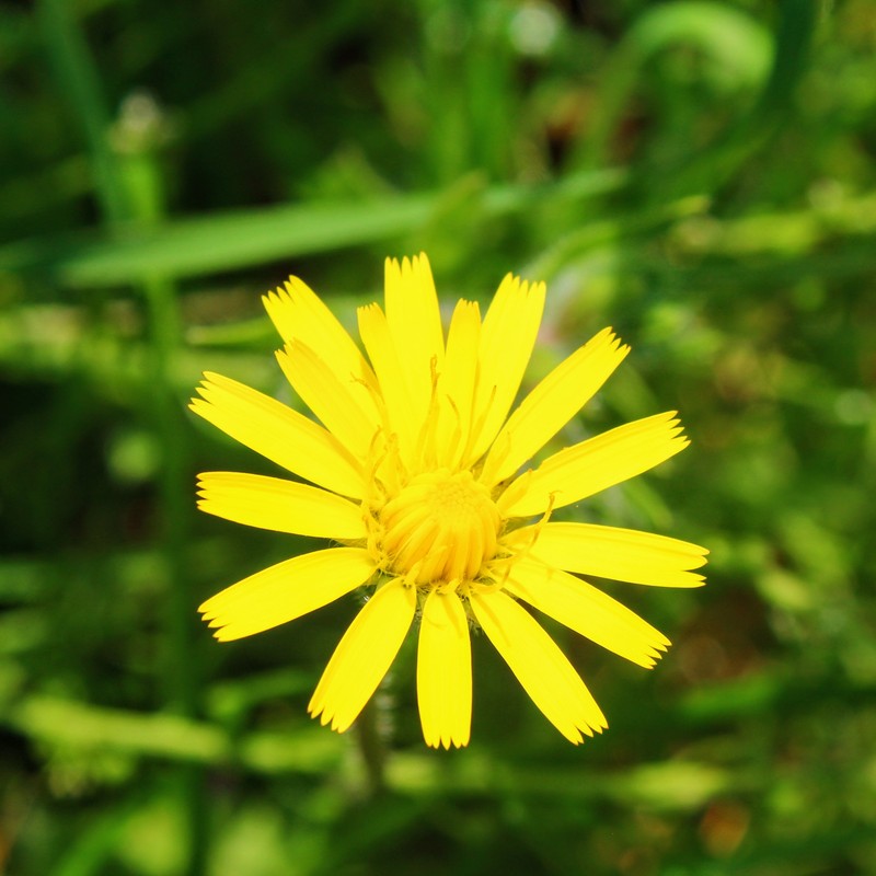Smooth Hawkweed photo 4