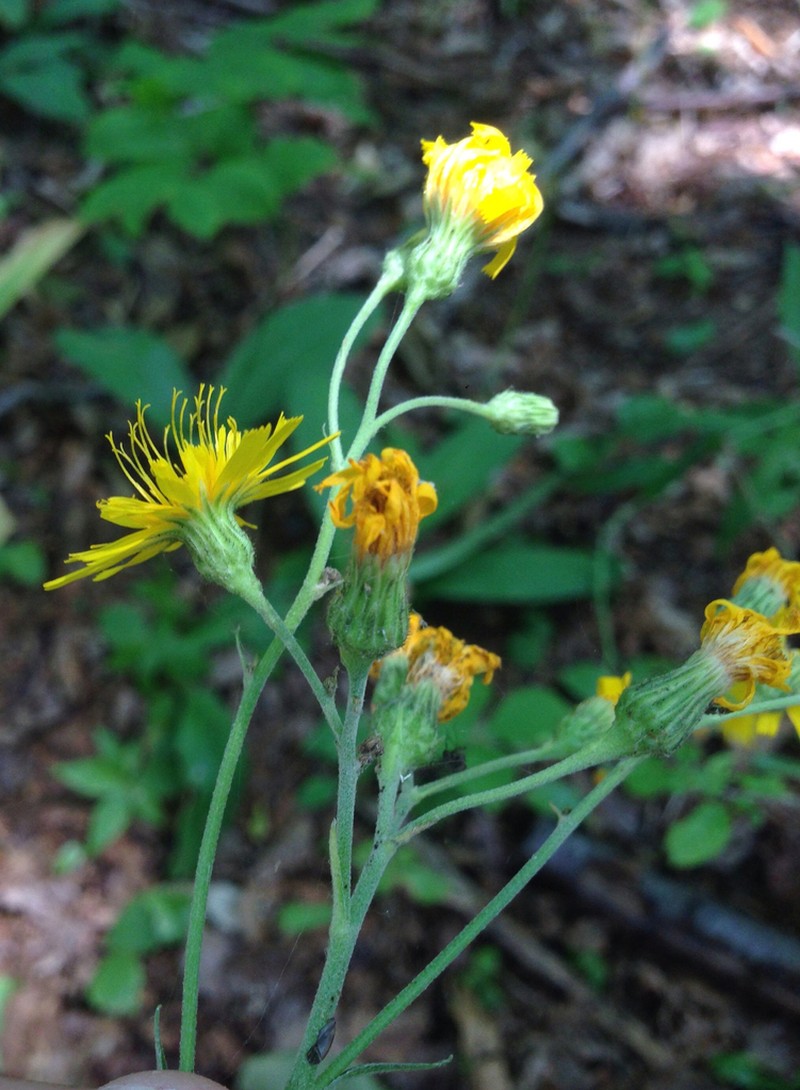 Smooth Hawkweed