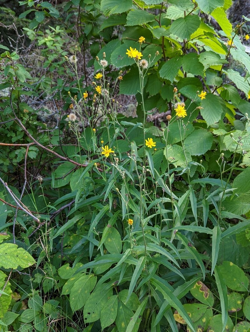 Smooth Hawkweed photo 2