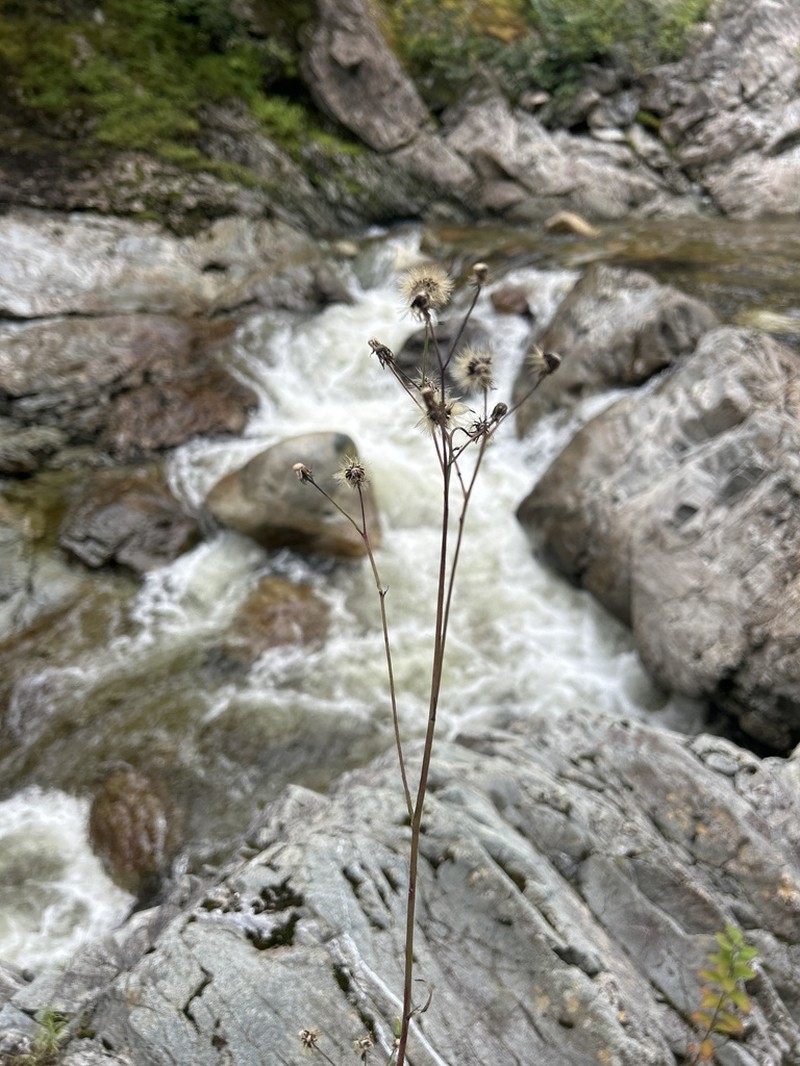 Smooth Hawkweed photo 3