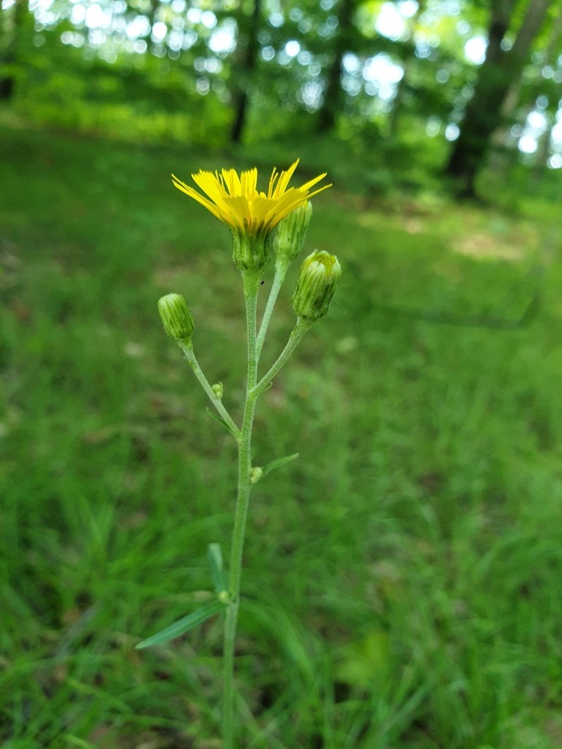 Smooth Hawkweed photo 4