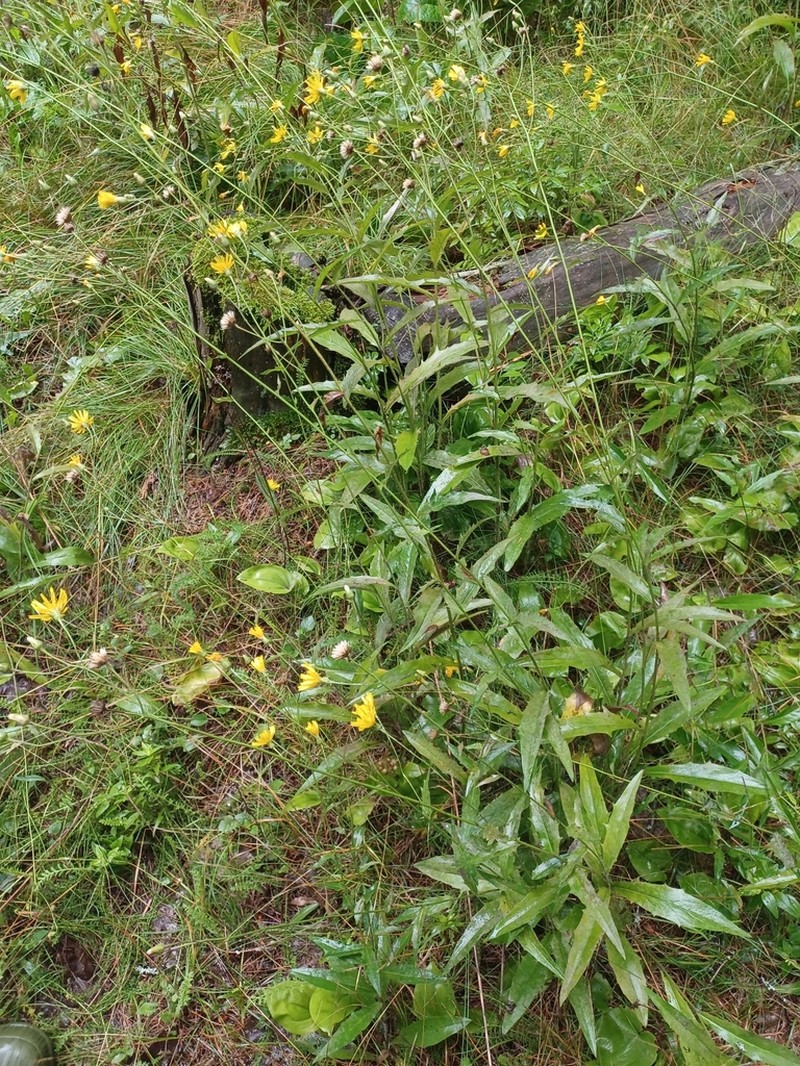 Smooth Hawkweed photo 5