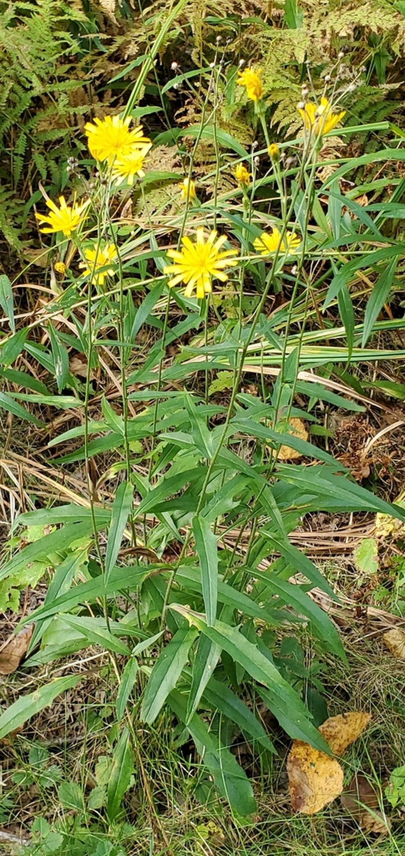 Smooth Hawkweed photo 6