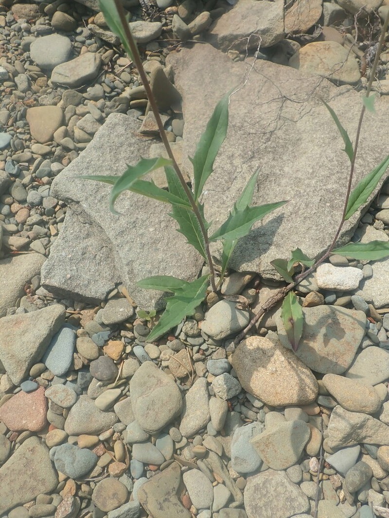 Smooth Hawkweed photo 7