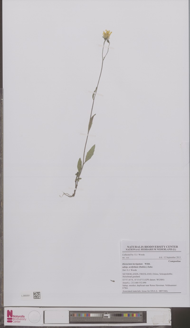 Hieracium laevigatum subsp. acrifolium