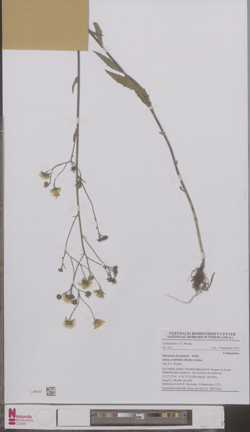 Hieracium laevigatum subsp. acrifolium photo 2