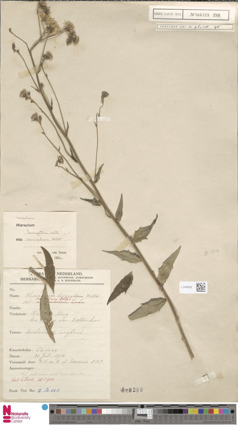 Hieracium laevigatum subsp. acrifolium photo 3