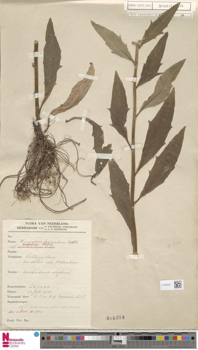 Hieracium laevigatum subsp. acrifolium photo 4