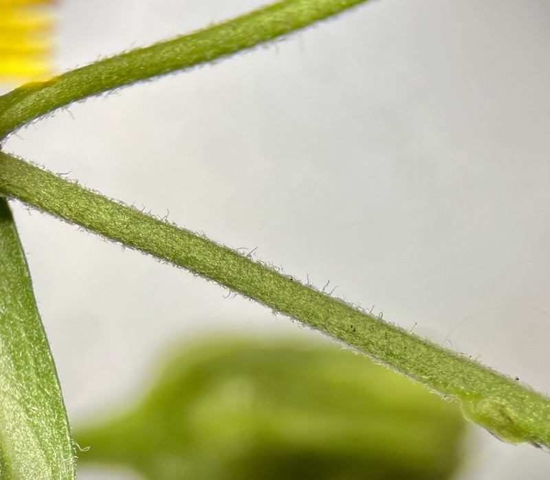 Hieracium laevigatum subsp. auriglandulum