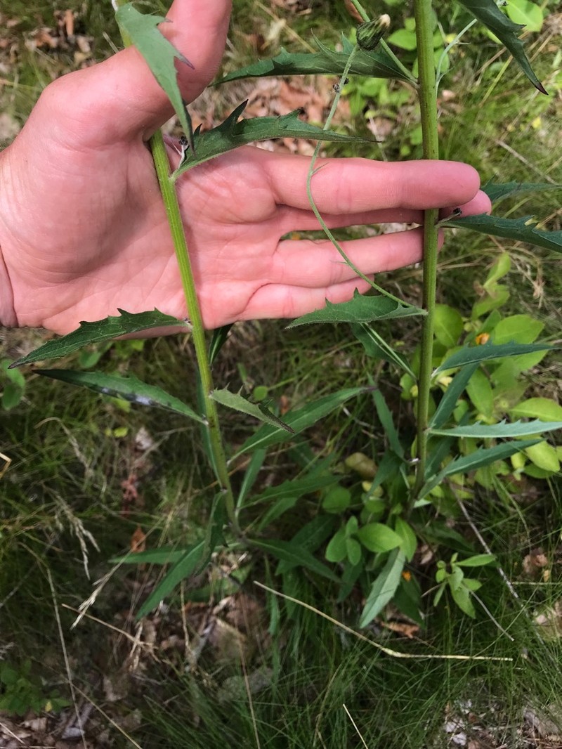 Hieracium laevigatum subsp. auriglandulum photo 2