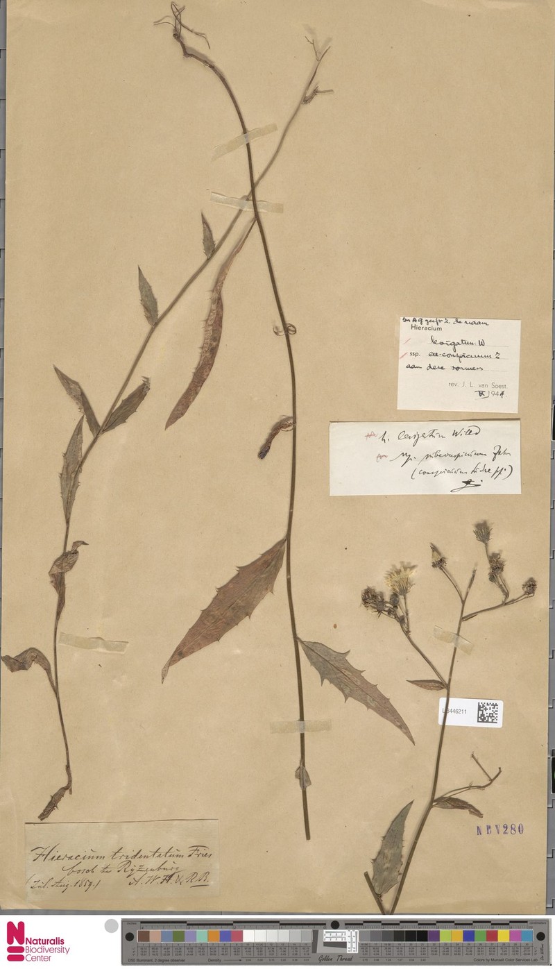 Hieracium laevigatum subsp. euconspicuum