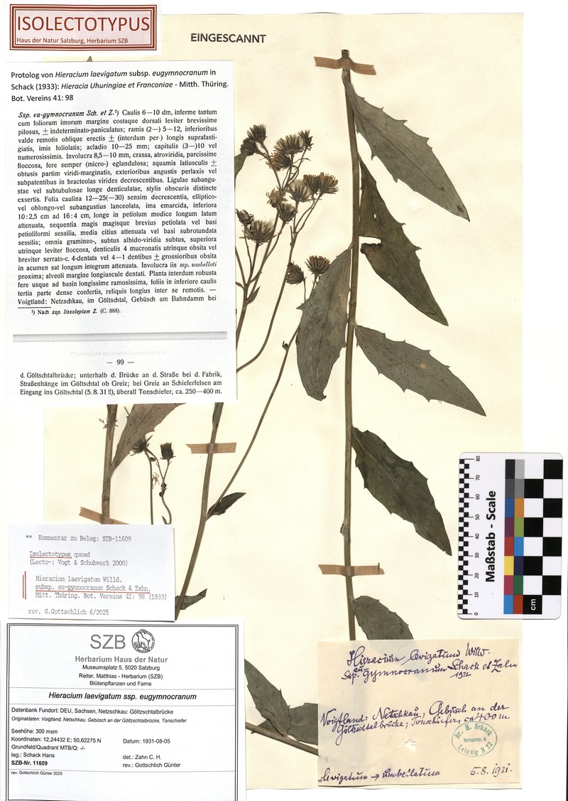 Hieracium laevigatum subsp. eugymnocranum