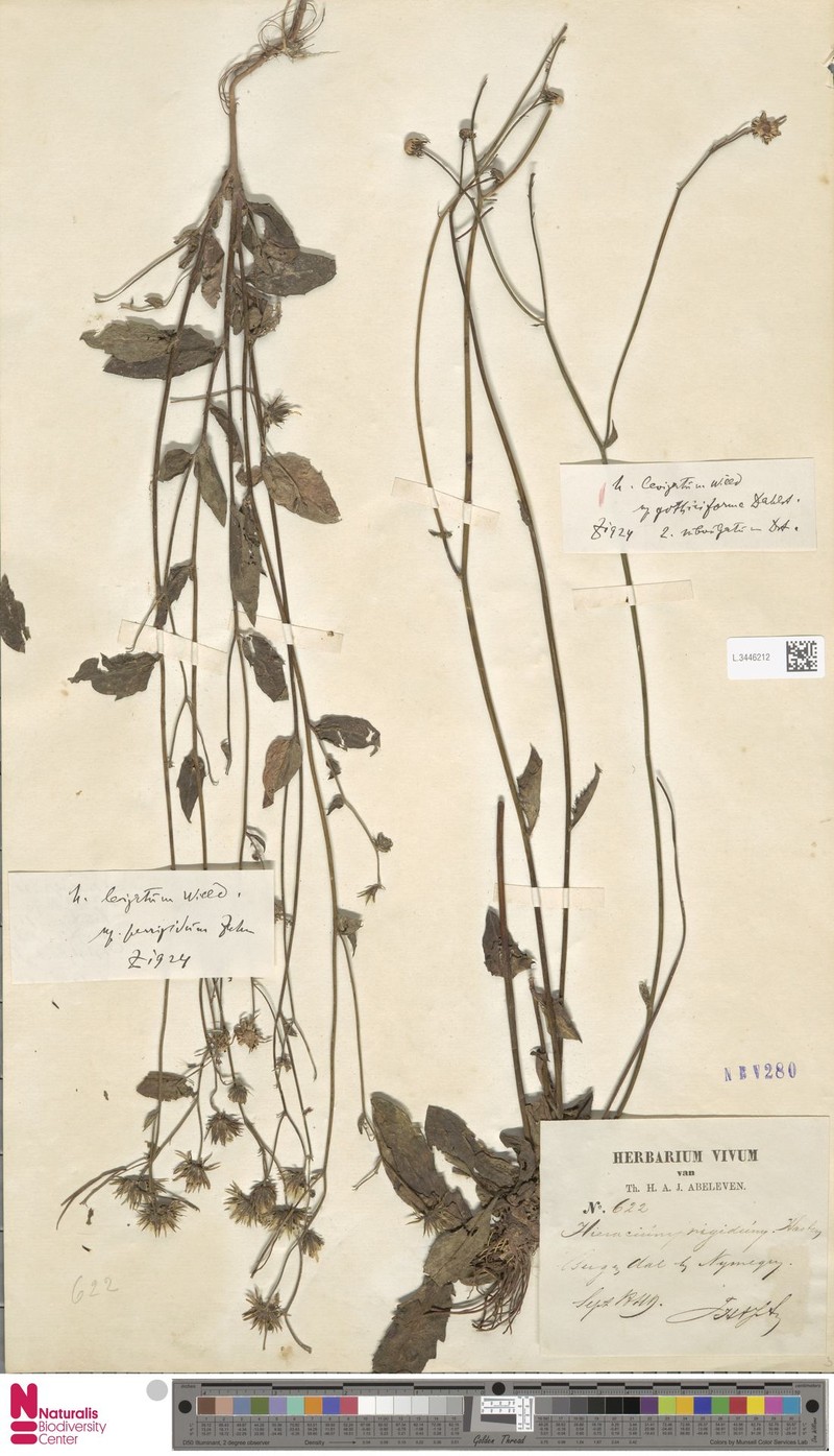Hieracium laevigatum subsp. gothiciforme