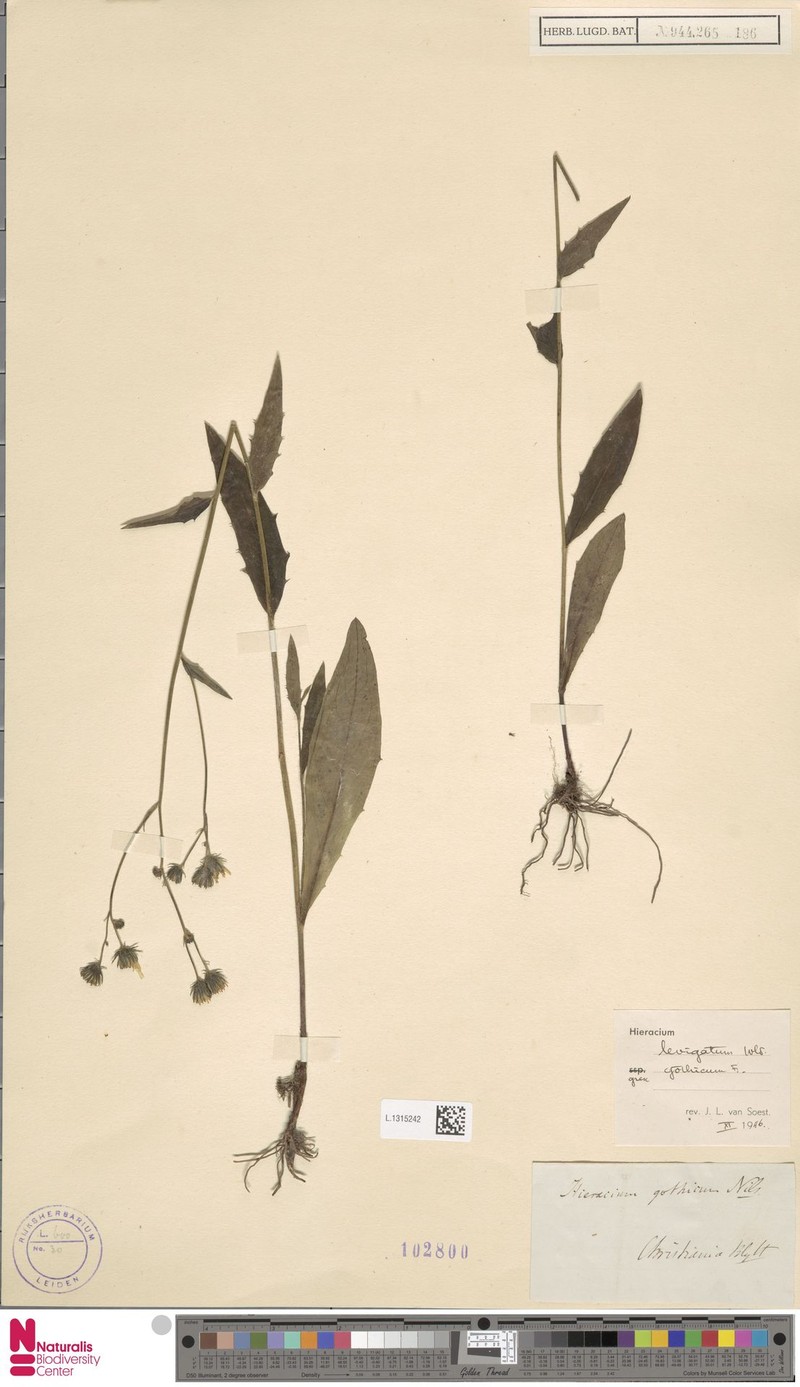 Hieracium laevigatum subsp. gothicum