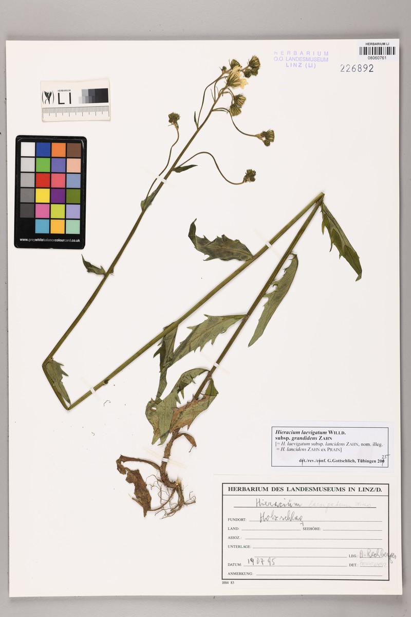 Hieracium laevigatum subsp. grandidens