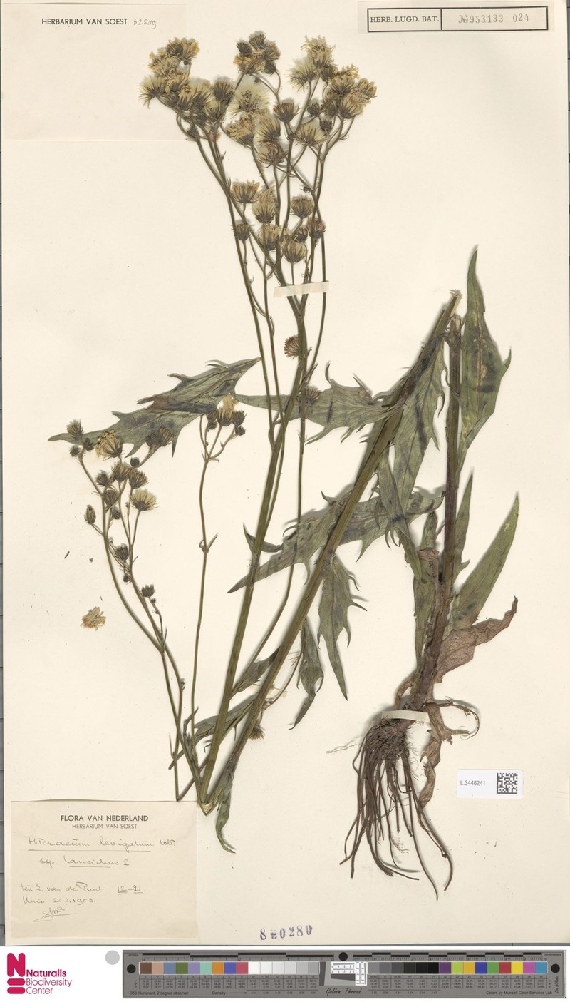 Hieracium laevigatum subsp. grandidens photo 2