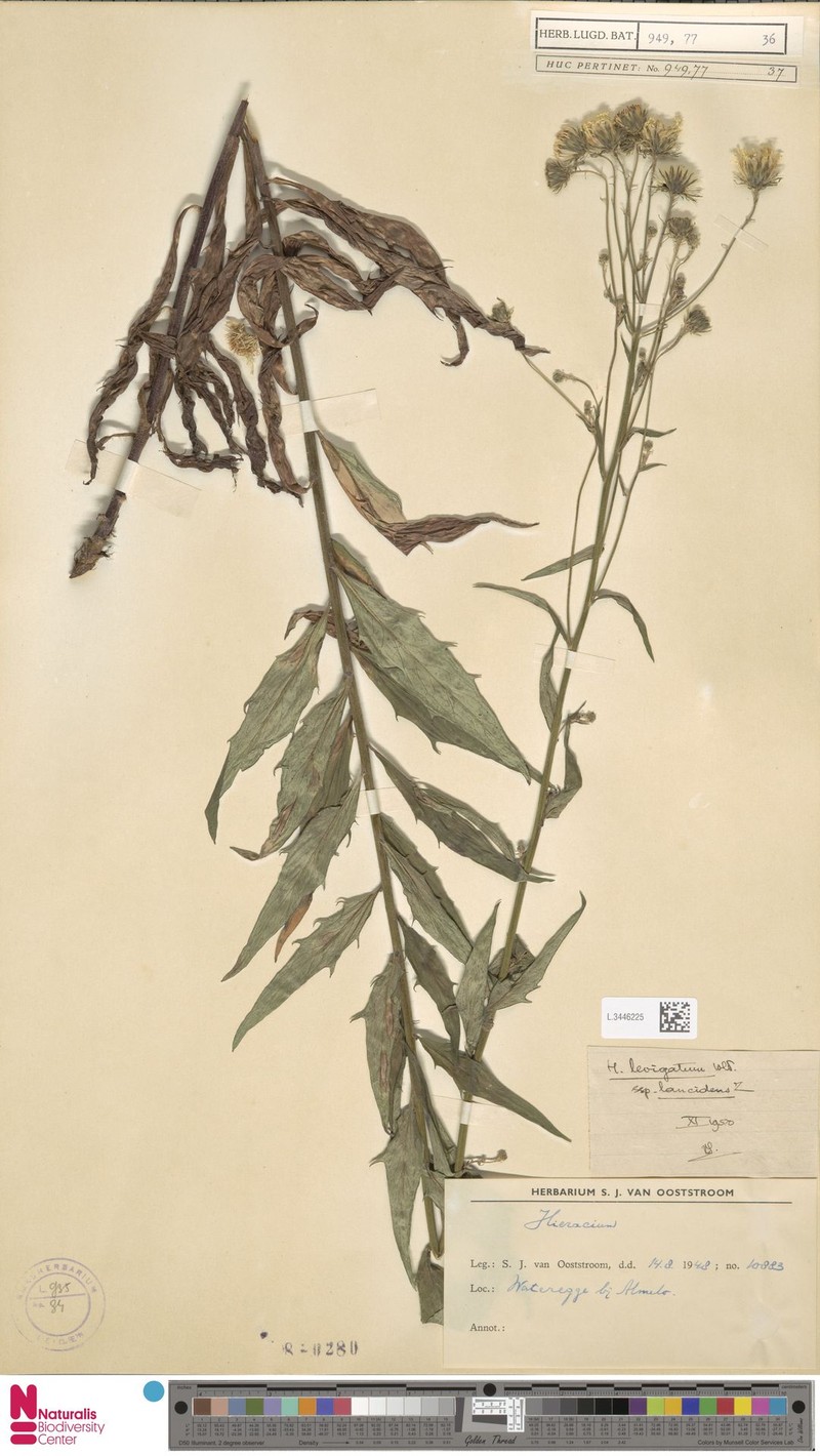 Hieracium laevigatum subsp. grandidens photo 3
